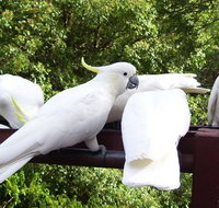 Lorikeet Lane BB - Accommodation Kalgoorlie