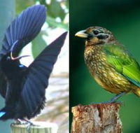 Chambers Wildlife Rainforest Lodges - Accommodation Kalgoorlie