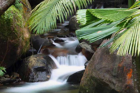 Daintree Secrets (Award Winning Retreat) - Accommodation Kalgoorlie 1