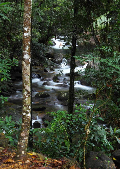 Daintree Secrets (Award Winning Retreat) - Accommodation Kalgoorlie 2