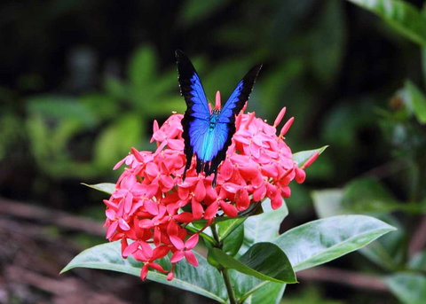 Daintree Secrets (Award Winning Retreat) - Accommodation Kalgoorlie 5