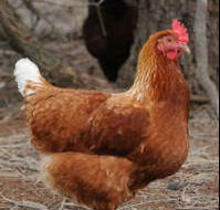 Avonmore Estate Biodynamic Winery - Accommodation Kalgoorlie