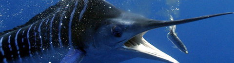 Black Bream Point Holiday Cabins - Accommodation Kalgoorlie 1