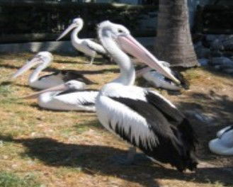 Laurieton NSW Accommodation Kalgoorlie