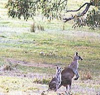 Kangaroo Ridge Retreat - Accommodation Kalgoorlie