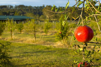 Talga Estate - Accommodation Kalgoorlie 25