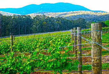 Valley Farm Vineyard Cottages - Accommodation Kalgoorlie 10