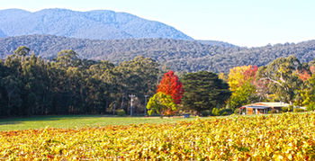Valley Farm Vineyard Cottages - Accommodation Kalgoorlie 11
