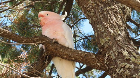 Mungo Lodge - Accommodation Kalgoorlie 3