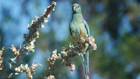 Mungo Lodge - Accommodation Kalgoorlie 5