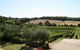 Morning Sun Vineyard - thumb 2