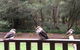 Wildwood Retreat - thumb 1