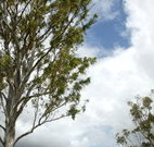 Glen Villa Resort and Tourist Park Casino - Accommodation Kalgoorlie