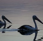 Lakeview Motor Inn - Belmont - Accommodation Kalgoorlie