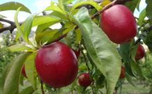 Ralda's Cottage - Accommodation Kalgoorlie 2