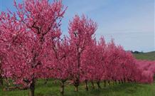 Ralda's Cottage - Accommodation Kalgoorlie 1