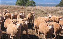 Dairy Flat Farm Holiday - Accommodation Kalgoorlie 3
