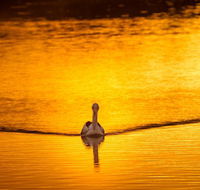 River Shack Rentals - Living the Dream - Accommodation Kalgoorlie