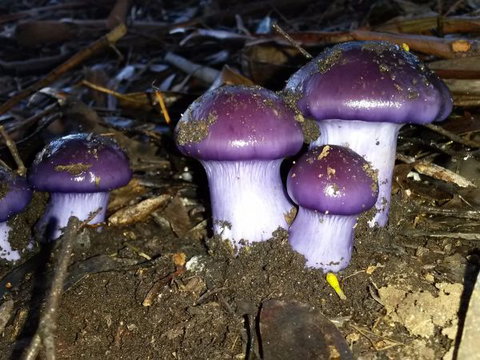 Eagle's Roost Farmstay B&B - Accommodation Kalgoorlie 9