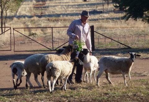 Selby Organic Farm Stay - Accommodation Kalgoorlie 4