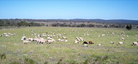 Selby Organic Farm Stay - Accommodation Kalgoorlie 7