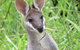 Takarakka Bush Resort Carnarvon Gorge - thumb 8