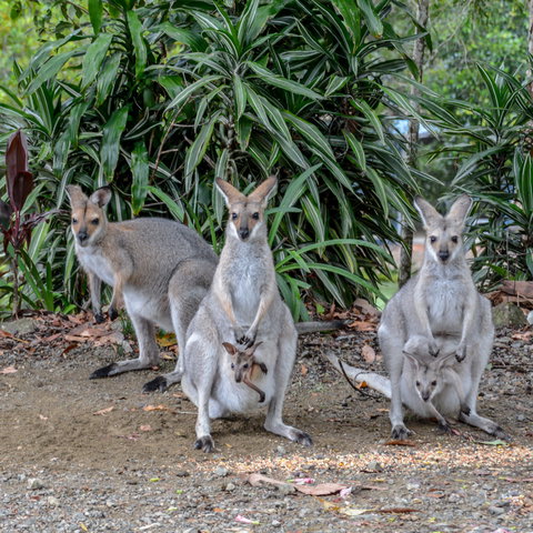Maleny Country Cottages - Accommodation Kalgoorlie 9