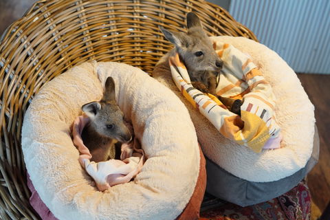 Tiandi Wildlife Sanctuary Farm Stay - Jambalaya Cottage - Accommodation Kalgoorlie 9