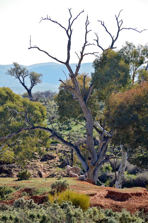 Almerta Station - Accommodation Kalgoorlie 2