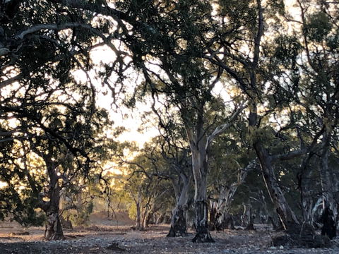 Almerta Station - Accommodation Kalgoorlie 6
