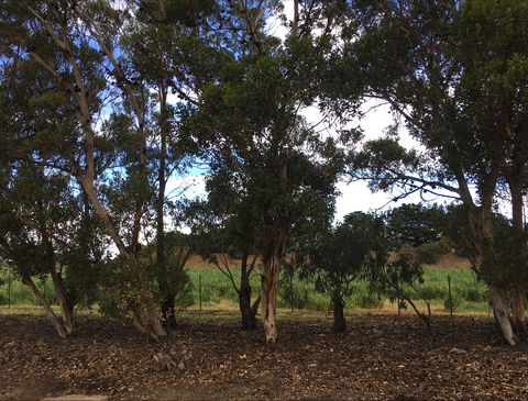Eldorado Tourist And Residential Park - Accommodation Kalgoorlie 6