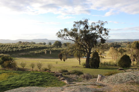 L'Oliveraie - Accommodation Kalgoorlie 3