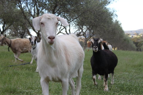 L'Oliveraie - Accommodation Kalgoorlie 5