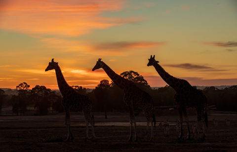 Zoofari Lodge, Taronga Western Plains Zoo Dubbo - Accommodation Kalgoorlie 1