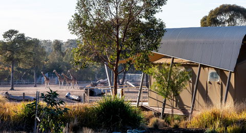 Zoofari Lodge, Taronga Western Plains Zoo Dubbo - Accommodation Kalgoorlie 2