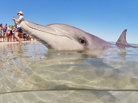 RAC Monkey Mia Dolphin Resort - Accommodation Kalgoorlie 2