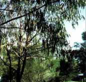 Mallacootas Shady Gully Caravan Park - Accommodation Kalgoorlie