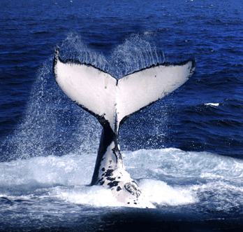 Brisbane Whale Watching - Accommodation Kalgoorlie