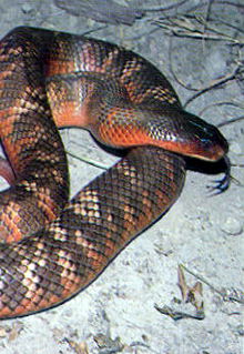 Armadale Reptile & Wildlife Centre - Accommodation Kalgoorlie 0