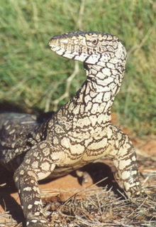Armadale Reptile & Wildlife Centre - Accommodation Kalgoorlie 3