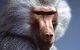 Alma Park Zoo - thumb 1