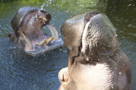 Adelaide Zoo - Accommodation Kalgoorlie 2