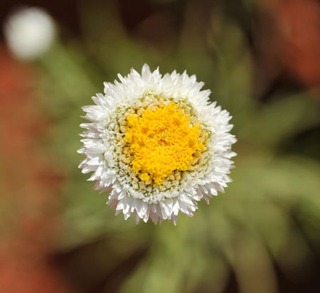 Alice Springs Desert Park - Accommodation Kalgoorlie 1