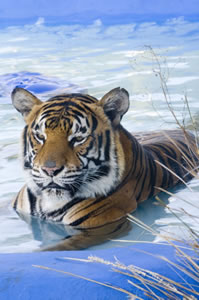 Zoo Doo Wildlife Park - Accommodation Kalgoorlie 0