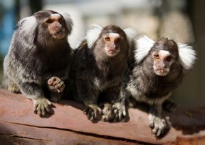 Zoo Doo Wildlife Park - Accommodation Kalgoorlie 1