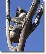 OZe Wildlife - Accommodation Kalgoorlie 2