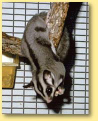 OZe Wildlife - Accommodation Kalgoorlie 3