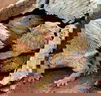 Alice Springs Reptile Centre - Accommodation Kalgoorlie