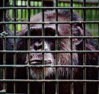 Rockhampton Zoo - Accommodation Kalgoorlie