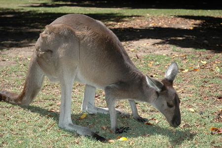 Bunbury Wildlife Park - Accommodation Kalgoorlie 1
